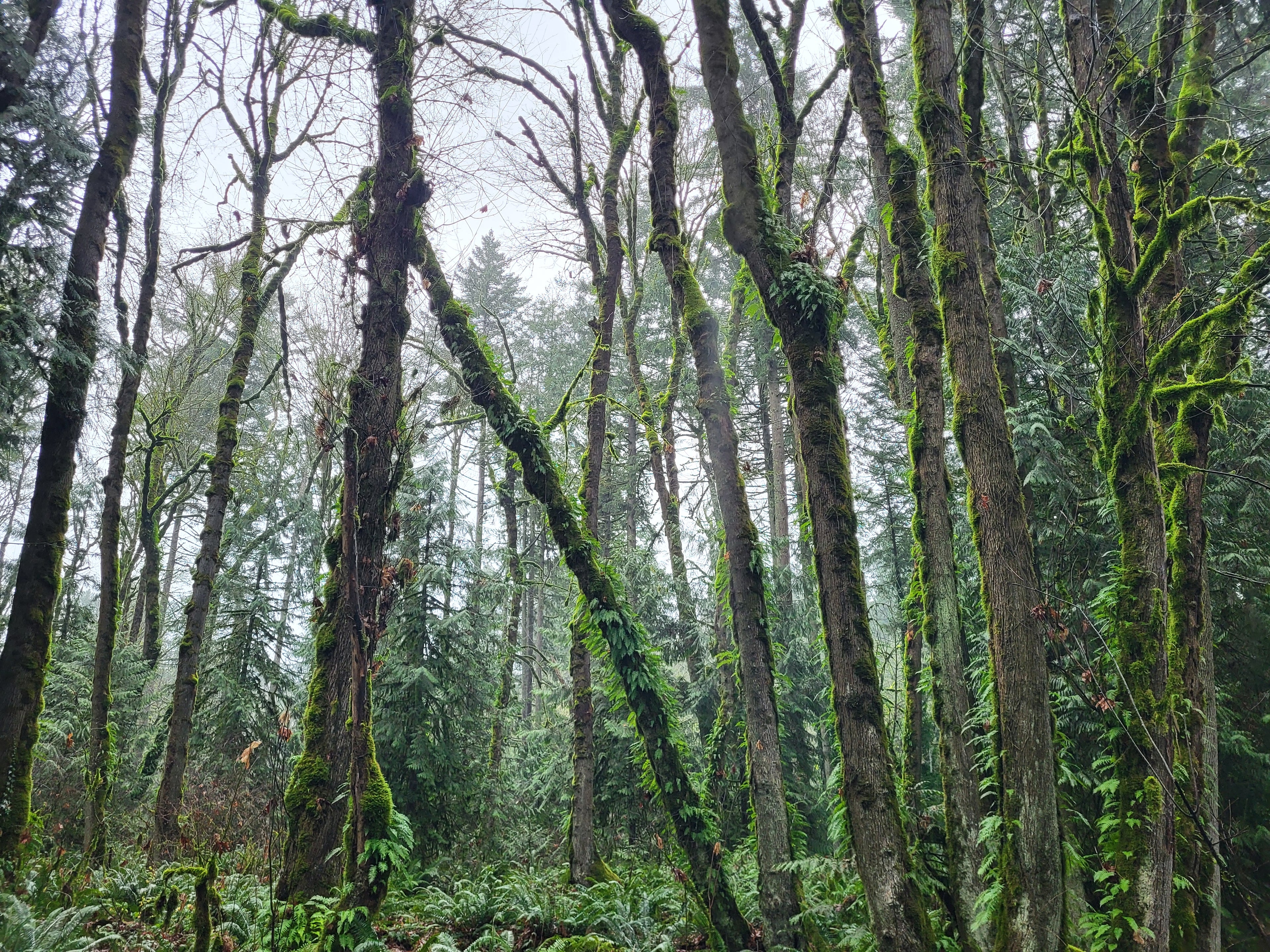 Misty Pacific Northwest forest with moss-covered trees and fern undergrowth